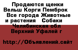 Продаются щенки Вельш Корги Пемброк  - Все города Животные и растения » Собаки   . Челябинская обл.,Верхний Уфалей г.